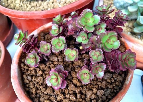 这3样冷门多肉花头似玫瑰，漂亮好打理，价钱还不贵