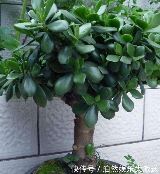 玉树|适宜客厅养的3种耐旱花，30天浇一次，茎壮花爆盆，叶子巴掌大