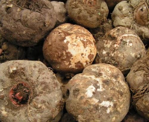 肚子赘肉|女人肚子赘肉多平时坚持多吃“它”，排毒燃脂，瘦成“小腹婆”