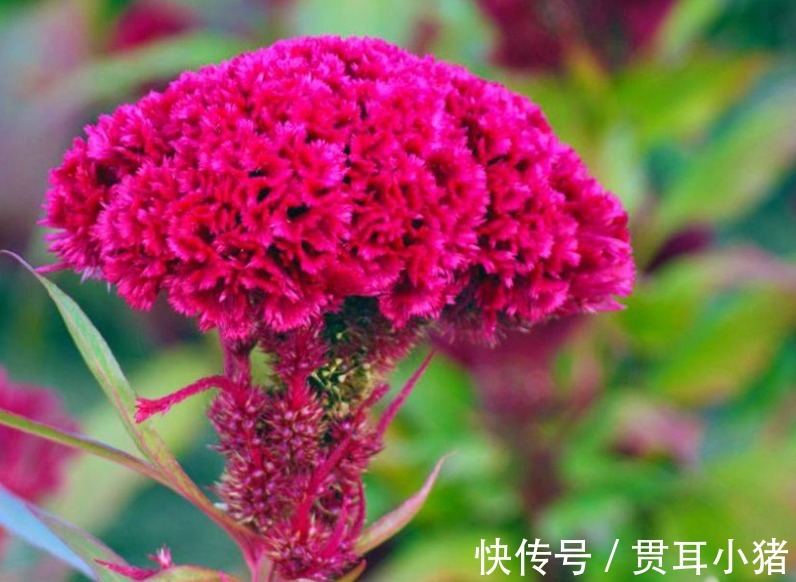 春夏秋冬|最适合新手养的4种花，沾土就能活，枝叶茂盛，四季开花