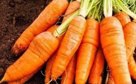 血管|胡萝卜和此物一起煮,失眠好了,视力好了,血管畅通无阻