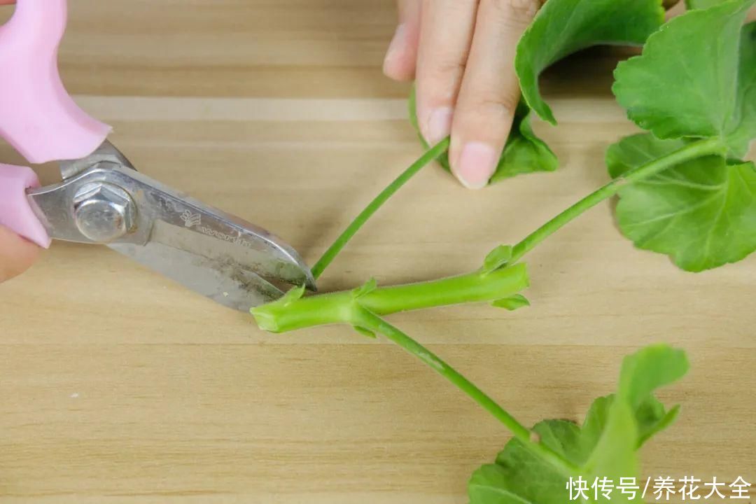 11种常见花，现在扦插，成活率特高