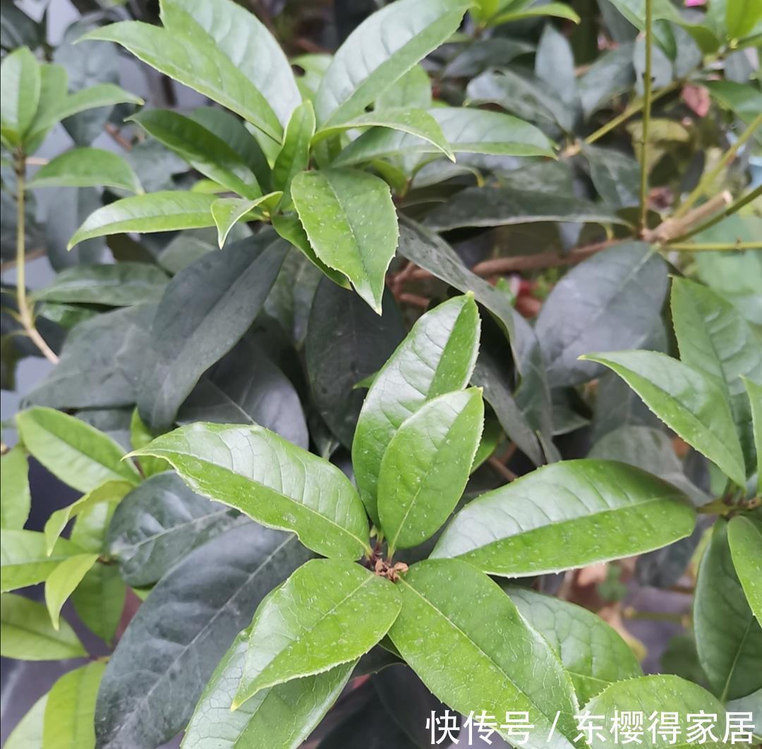 枝叶|养桂花,叶子发黄长不旺,用上“2种肥”,长得枝叶繁茂