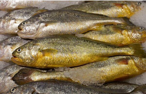 最常见的50种食用鱼,别再说你不认识,好好看看,你认识几种