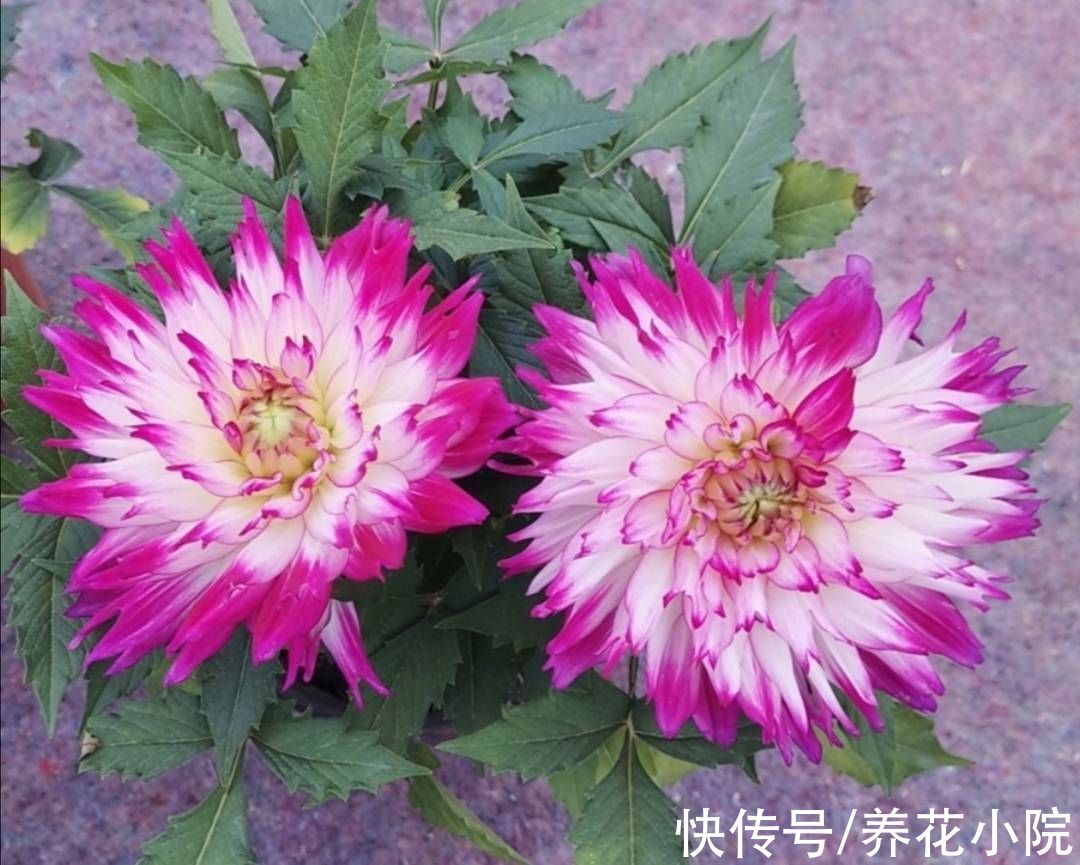 植株|院子里养1种花，开花硕大美艳，花期又长