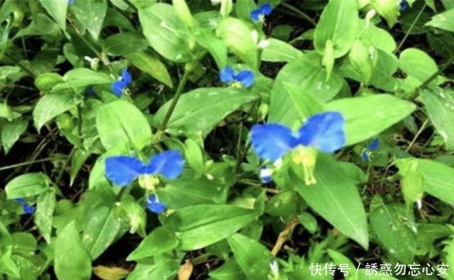 农地里的1种“鸭跖草”,开出的花朵犹如“蝴蝶”,要爱惜,珍贵