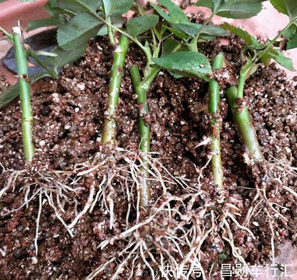 园丁在修剪绿化带里的月季？抓紧捡回家，按这3步扦插育苗