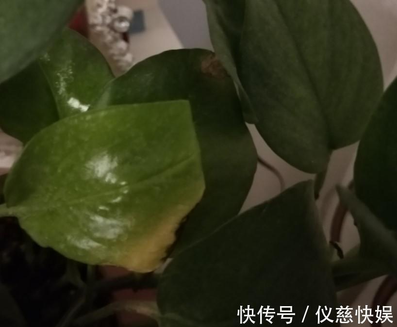 杀虫剂|绿萝怎么了叶子出现烂边,处理的及时了叶子锃亮锃亮的!