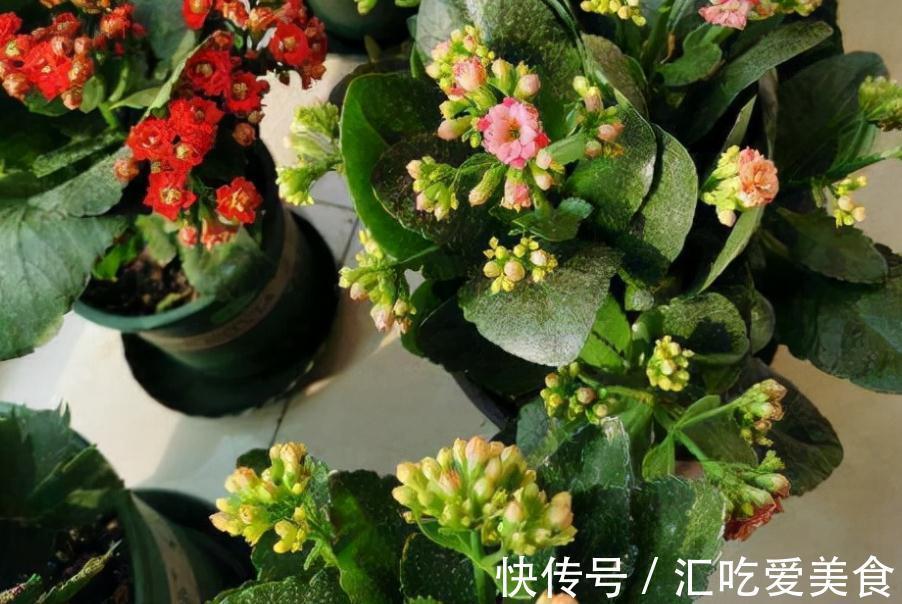 养花就该选“勤花”，这3样下雪天都能开花，正适合冬日盆栽赏花