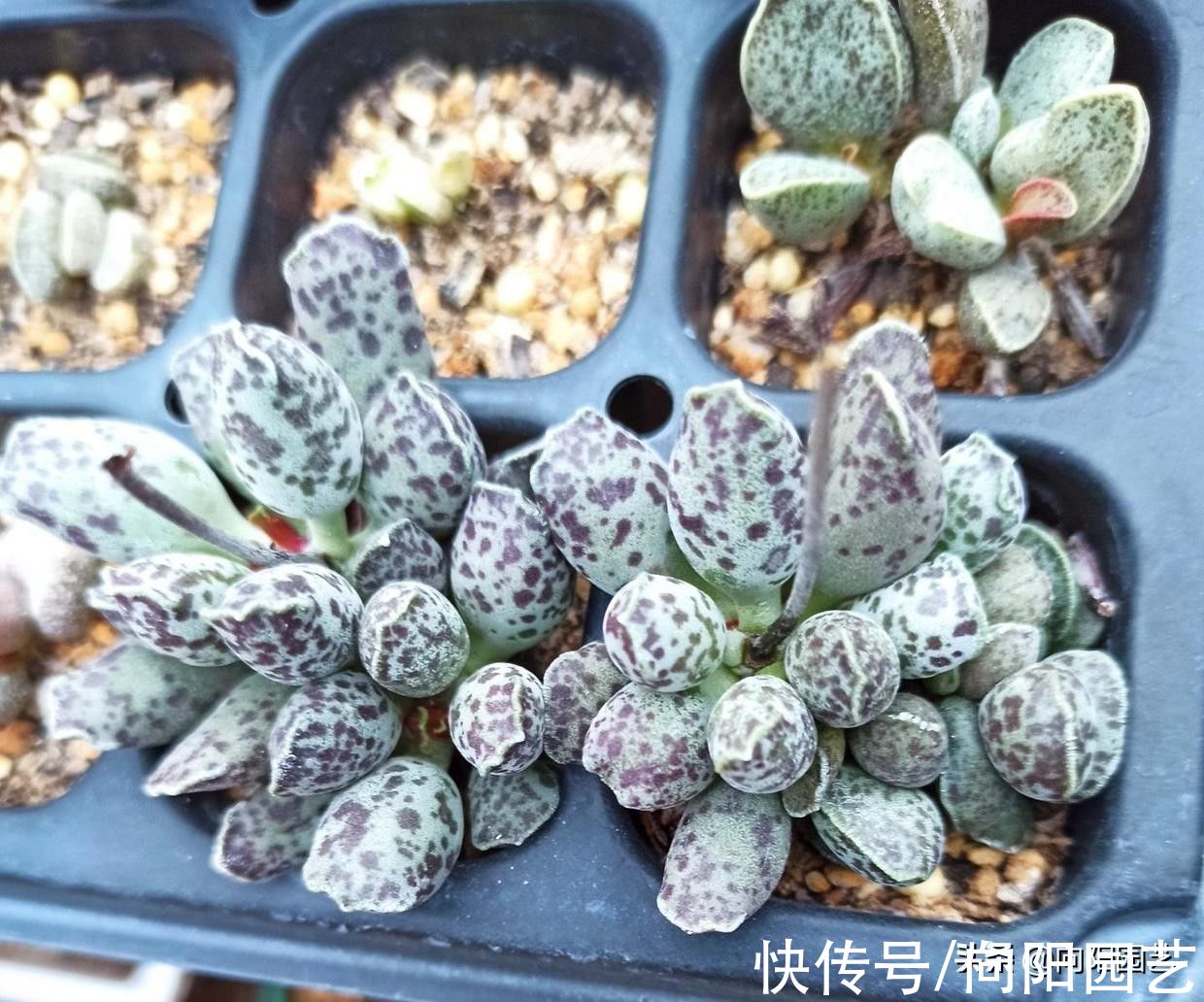 多肉海豹，教你养的圆鼓鼓，放在太阳下暴晒，一点水都别浇