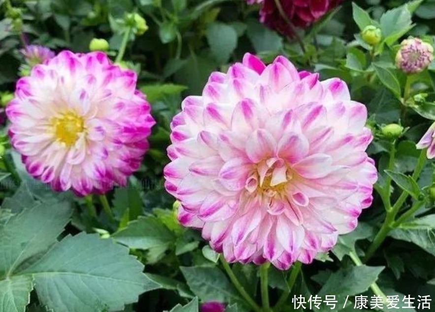 丽花|3种花自带财运,家里养一盆,开花就爆盆,不易生病好养护