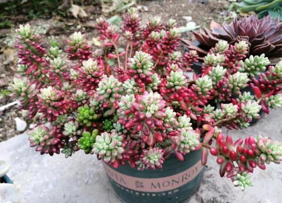 新手小白养殖多肉植物,想要个个长爆盆需多注重5个小技巧