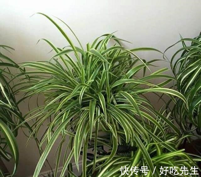 客厅|养这三种吊兰,美翻你的客厅,随便一插就能活,根本不用买!