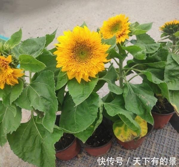 养花试试这几款,花朵上覆盖着厚厚的金色花瓣,又圆又满