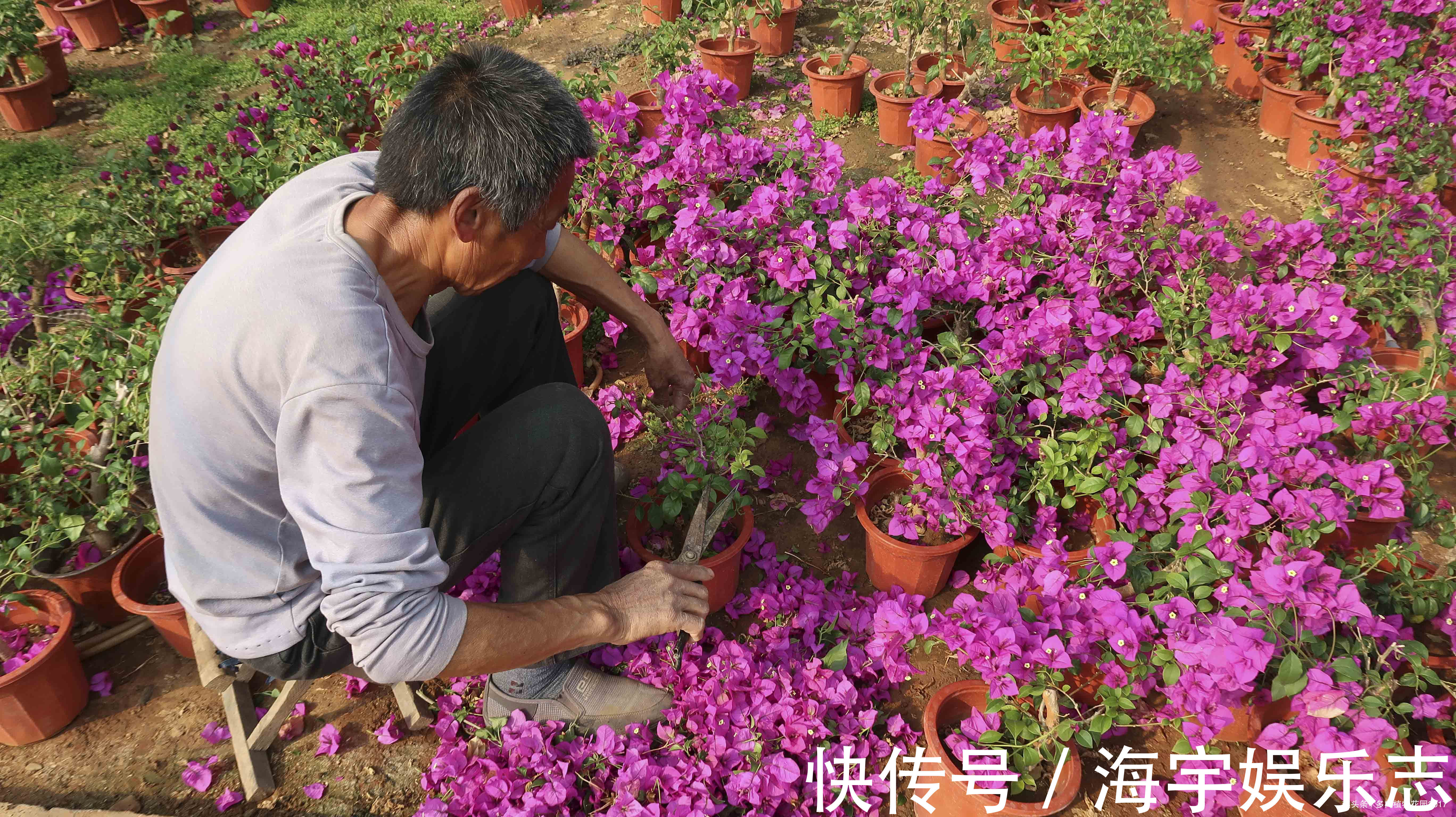 花都|三角梅正是开花的时候,花农大爷却把花都剪掉了
