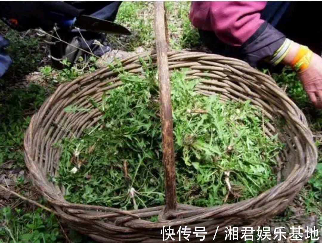 凉拌蒲公英|蒲公英的叶子、根茎、花泡水喝，作用是否一样呢请记住两个不喝