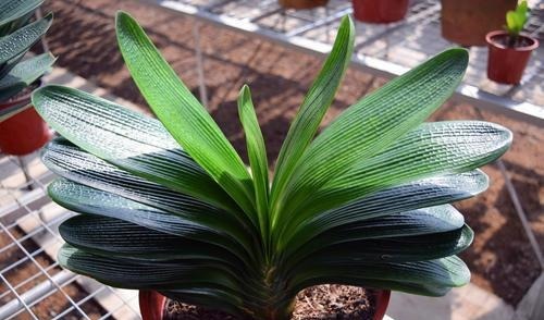 君子兰“长歪了”，调整方法很重要，错一点花箭都不冒