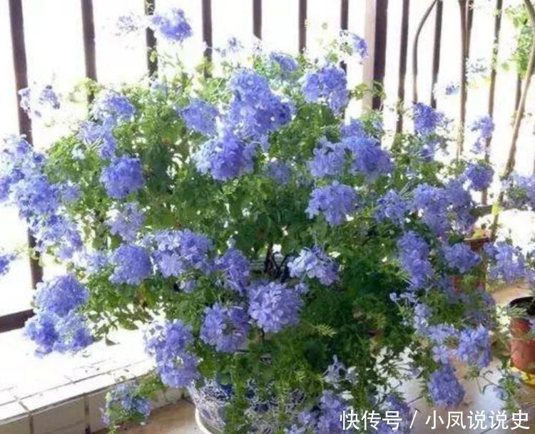 几种植物花期超长的,一开就是大半年,四季有花赏,花美心情好