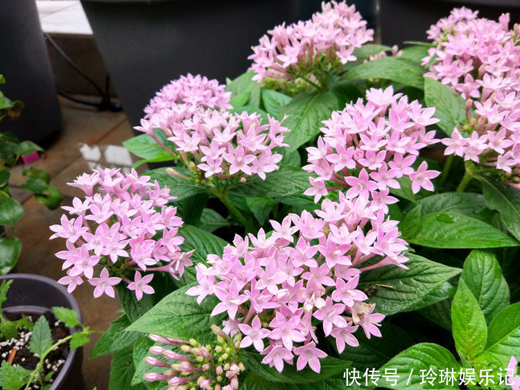 懒人|几种花养家里,开花特漂亮,懒人新手都能养好