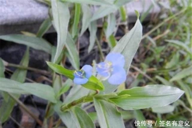 泡水|农村一种野菜,不仅食用价值高,而且泡水喝还有药用价值,请重视