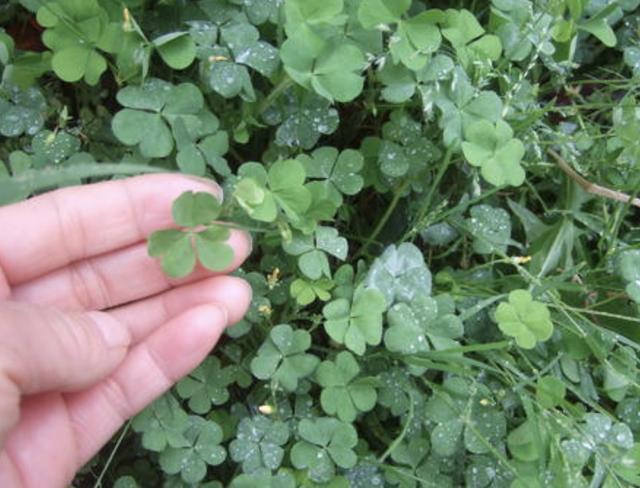 在阴湿的田野里，生长着1种“酸酸草”，根茎像“白萝卜”，珍贵