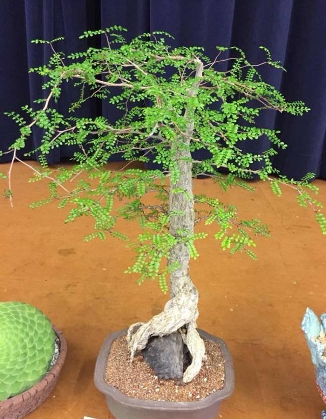 块根|比绿萝更易活,天生的盆景材料,块根植物大象树