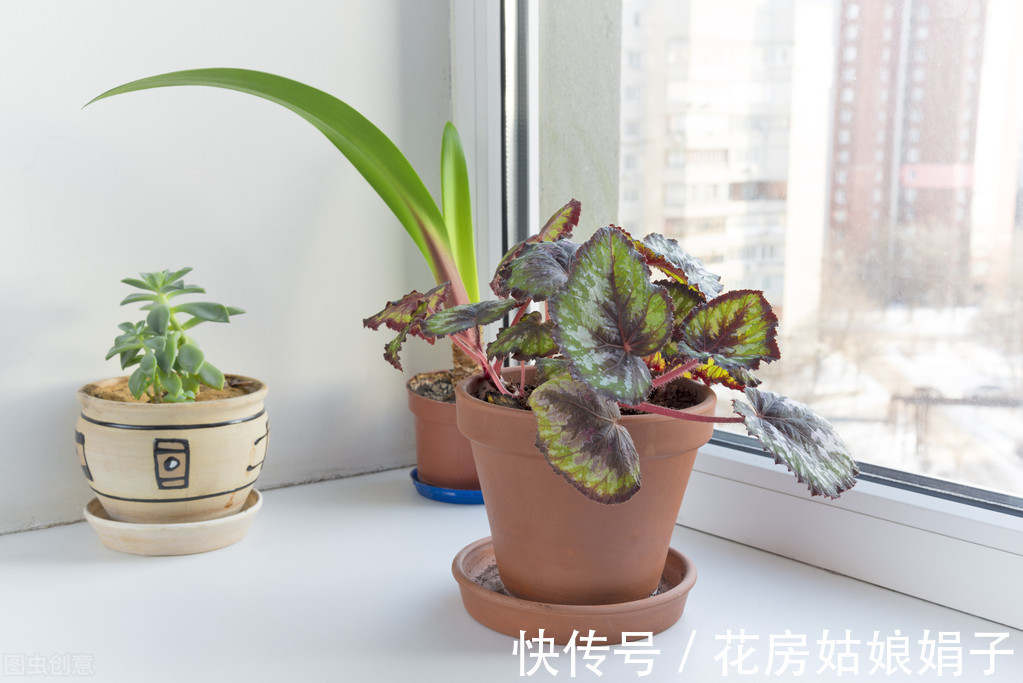 绿植|新手养花常犯的6大忌，占到4条以上就养不好花，不要犯这些错误