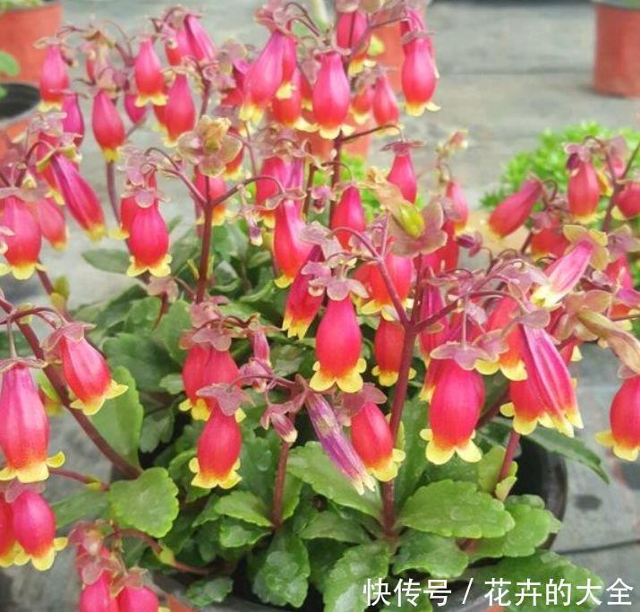 浇水|最有仙气的4种花,迷人的花朵,财运爆发,事业风生水起!