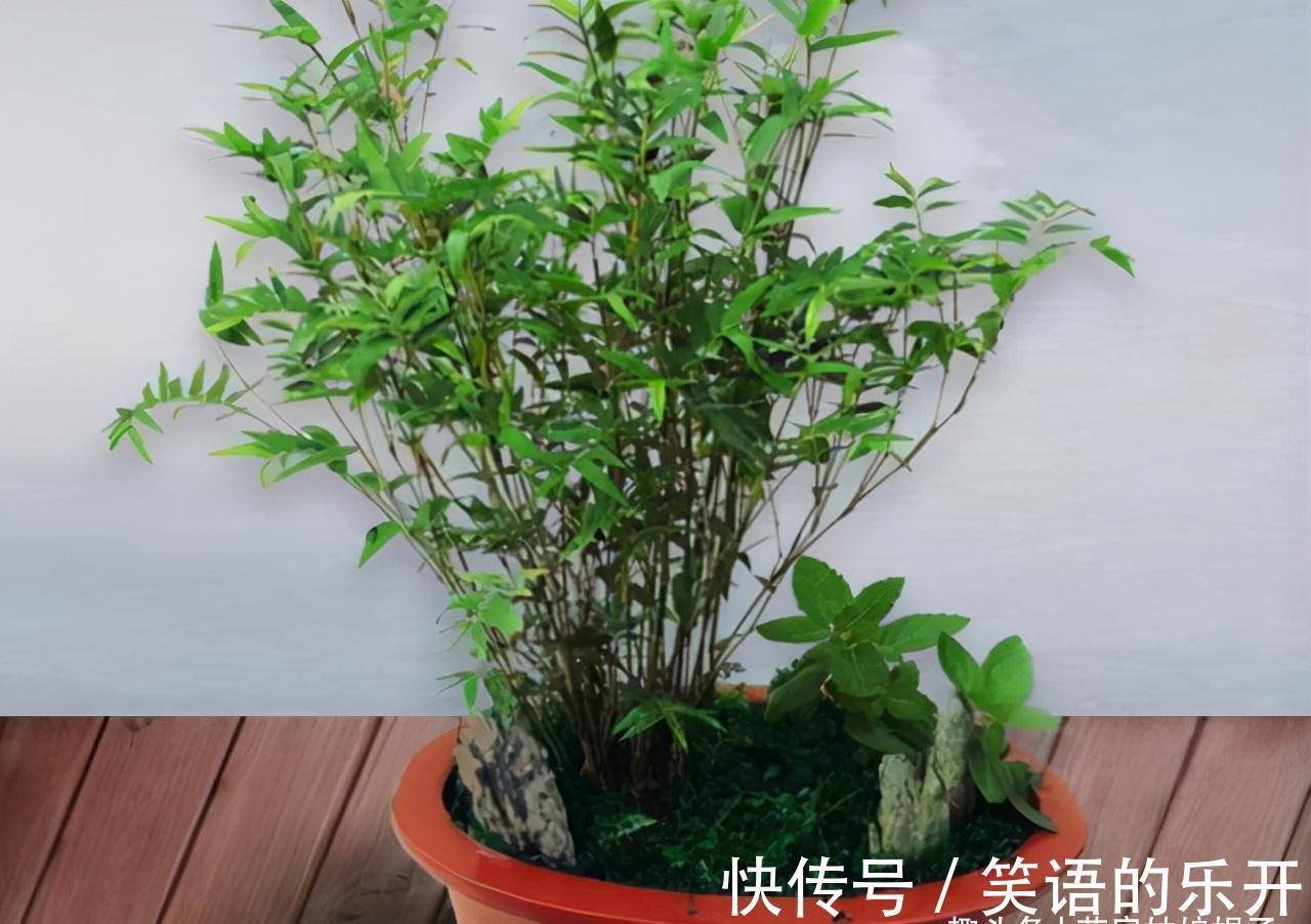 竹子会开花,不能养?错,这3种竹子可以养在室内,比花还好看