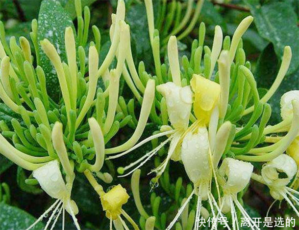 春天野地里的“不老药”,4种野菜换着吃,防衰祛病抗癌更长寿