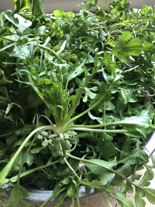 农村常见的4种野菜,总被误认为杂草,其实都是宝,调成馅可香了