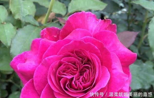 圣诞玫瑰|喜欢牡丹,不如养“精品玫瑰”女人香气,花姿性感,高贵典雅!