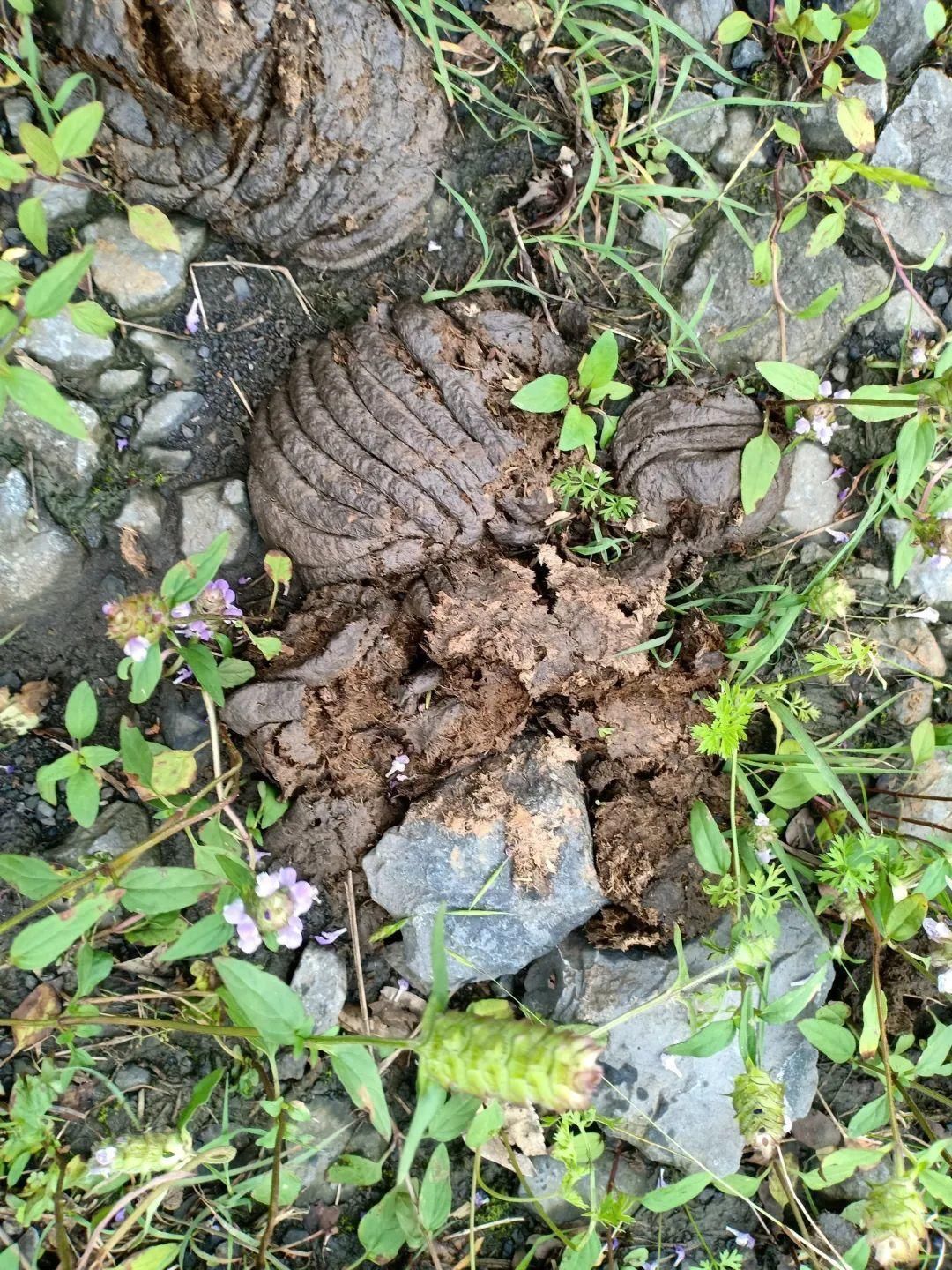 最好用的养花肥,盆里撒一把,1年不用换盆了