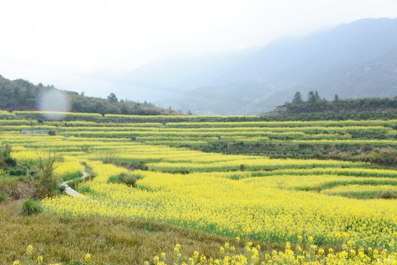 婺源|【春到婺源】记得住乡愁，江岭上开遍油菜花。