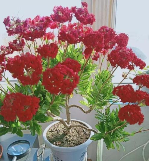 6种常见的“漂亮花”,好养少浇水,养成盆景“身价”翻倍