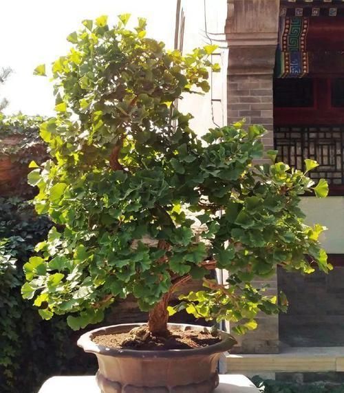  图片作者|家里有这10种花，多修剪少浇水，能养成高价盆景