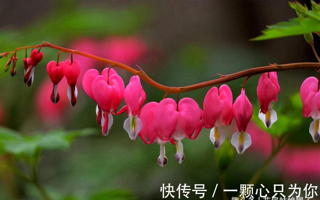 宝莲灯|8种价格昂贵的花卉,一盆好几百,有钱了一定要买一盆来养