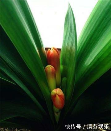 盆栽君子兰“卡脖子”，几滴这东西就可以射箭！