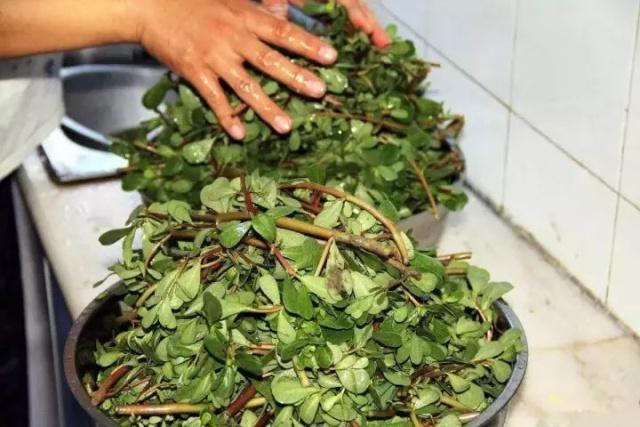 清热解毒|肝火过旺,眼干,口苦,多吃5种野菜,保肝护肝,清热解毒灭肝火