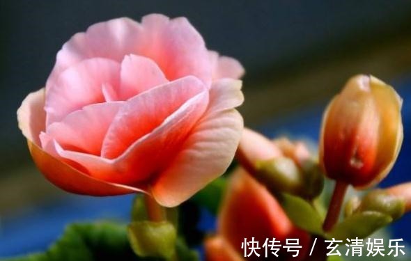 养丽格海棠，最怕碰到“它”，7天一口，花儿爆满，拦不住