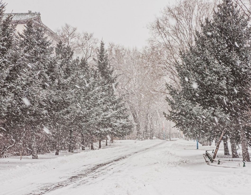 哈医大|【雪落象牙塔】哈医大：凭栏观雪 赏玉树银花