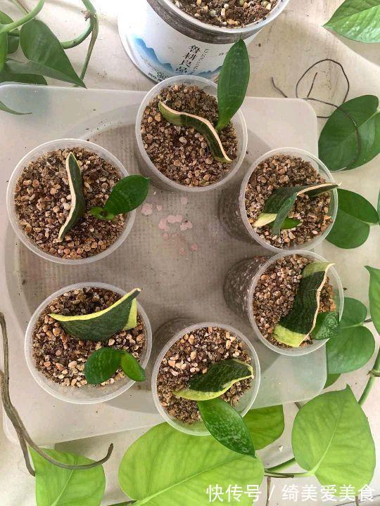这5种花叶子落地便生根,趁现在抓紧繁殖,一个月长成小盆栽