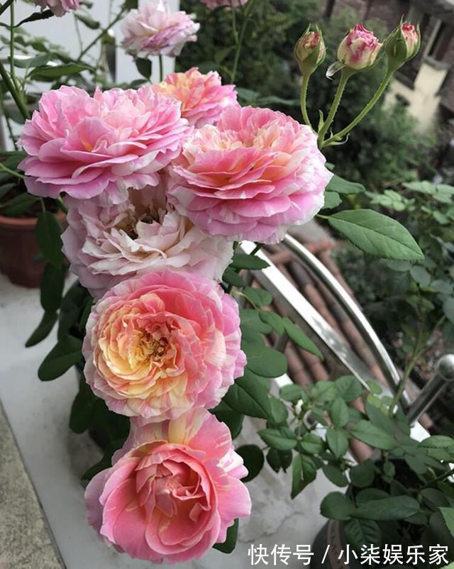 花苞|月季出现僵苗怎么办3个简单小方法,新芽花苞蹭蹭冒,开花99朵