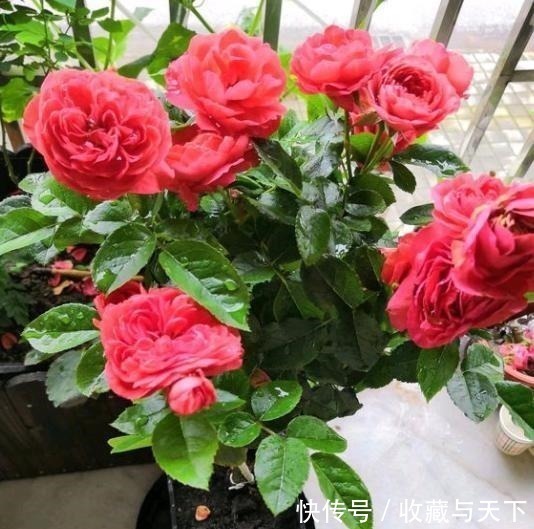 肥料|养月季花,1种肥料不可少,每月给它浇2次,一开花就大半年