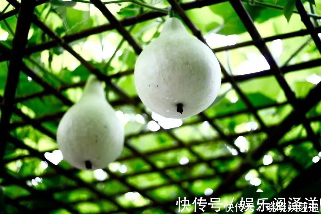 在乡下改造一个小院,种菜养花天天都是乡村田园梦,生活如此惬意