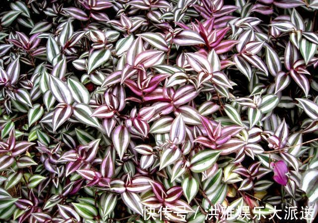 吊竹梅|3种吊兰别这么养,不然疯长爆芽,控制不住!