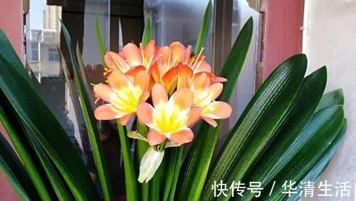 君子兰喜欢1种肥,盆土里挖洞埋一点,叶子比花美!