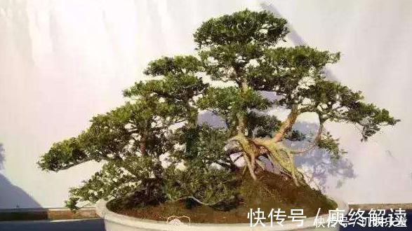 平凡|这“3种树”平凡不起眼,做成盆景贵气十足,养上3年,价格翻几倍