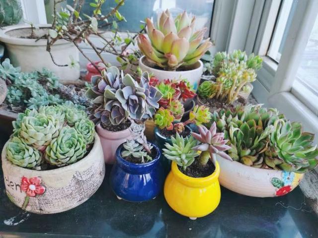 多肉不过夏,只要记住几个要点,完全不用担心多肉会挂掉
