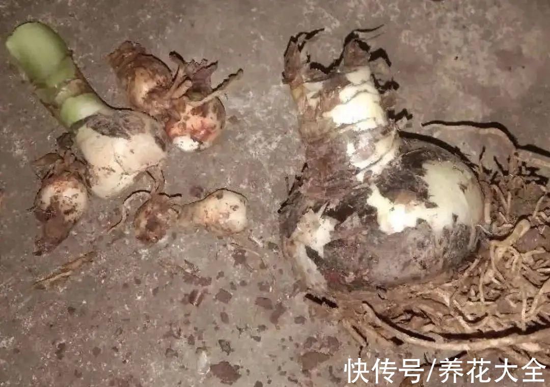 养花大棚倒闭,“贵货花”路边扔了一地,后悔没带个大麻袋